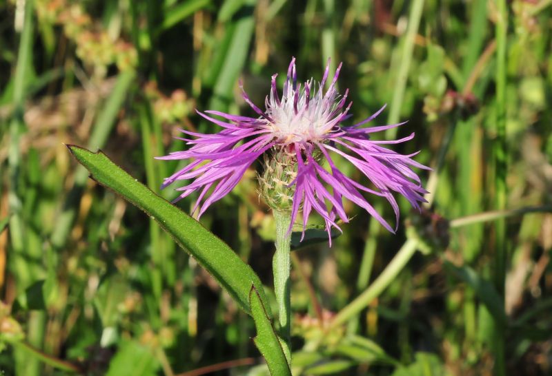 Centaurea napifolia / Fiordaliso romano